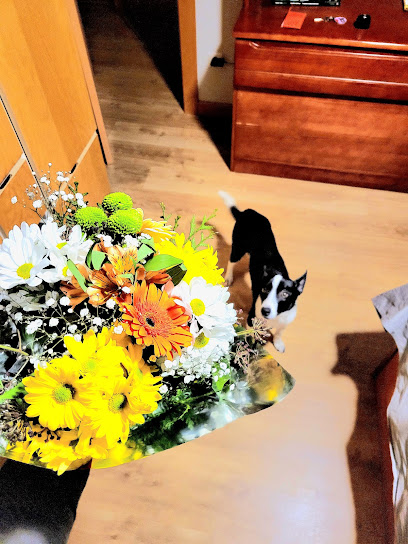 Flores Kentya