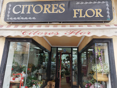 Citores Flor - Burgos